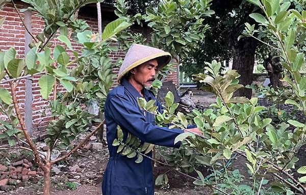 Gardening